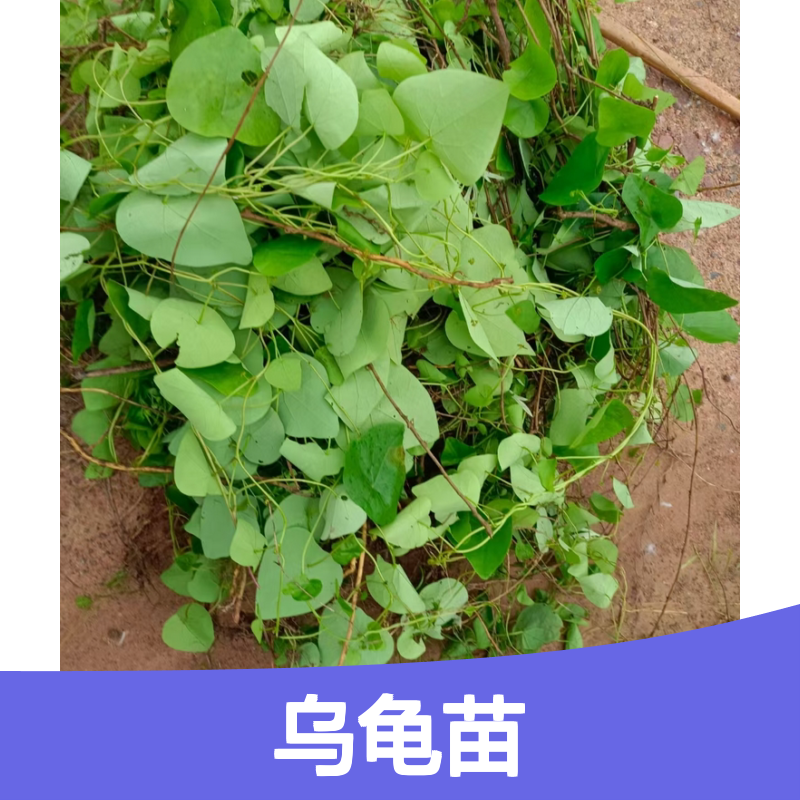 山乌龟苗 园林造景优选 耐阴耐旱 容易养护 观赏性强