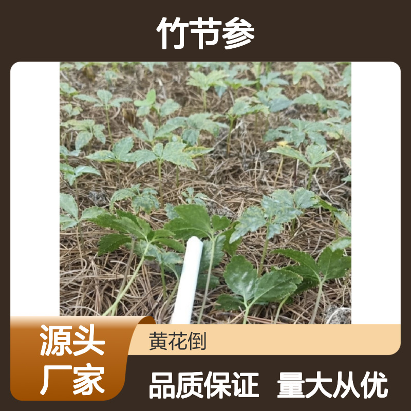 优质竹节参种苗 种植技术指导 基地直供 成活率高