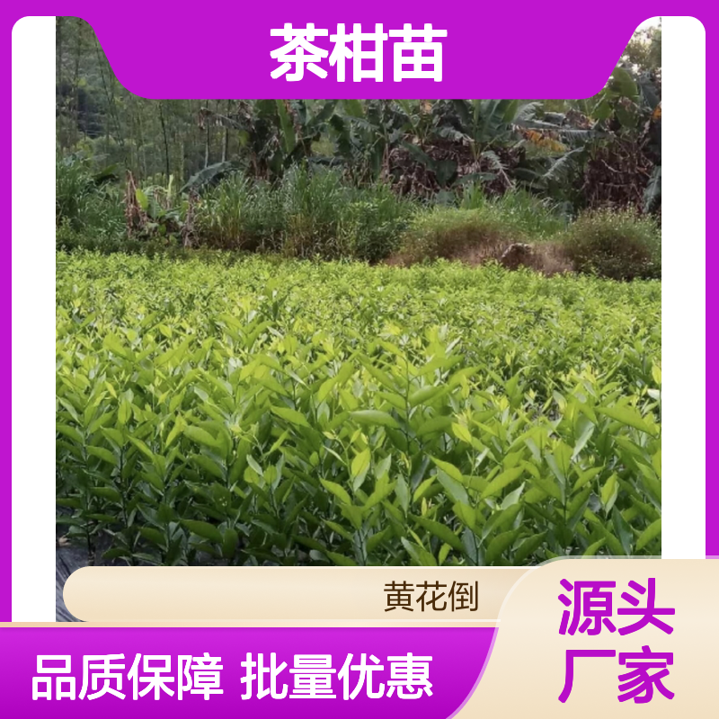正宗茶柑苗 种植园直供 批量优惠 果实鲜美 甜中带酸