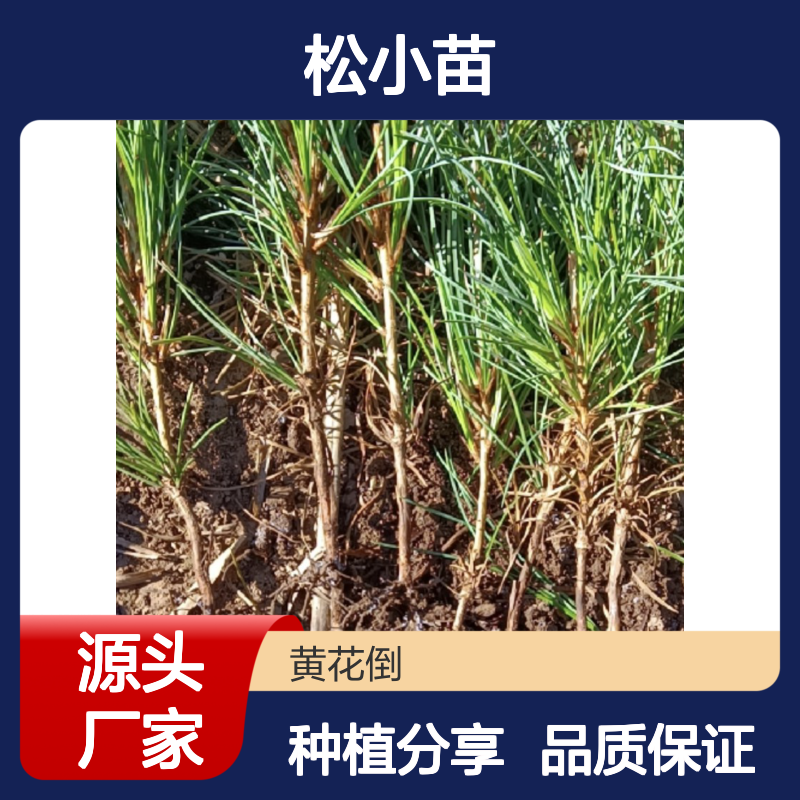 产地一手货源朝鲜松小苗 苗圃产地直供品质保证种植技术分享