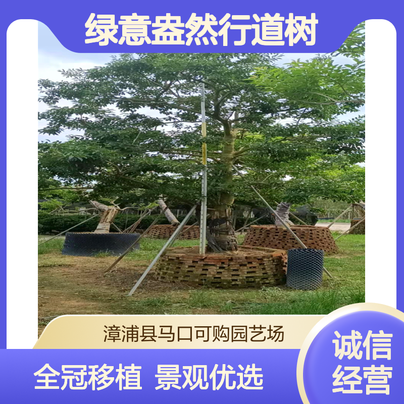 铁冬青龙枝形乔木30胸径全冠移植 绿意盎然行道树景观树优选