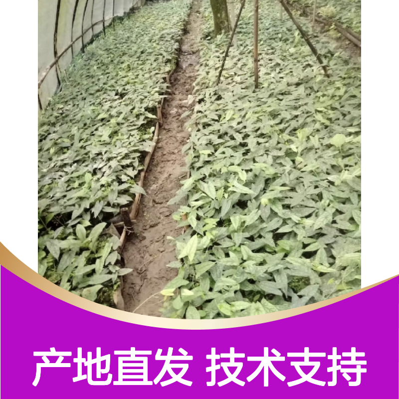 精选过筛金榄种子 产地直供 包技术指导 成活率高