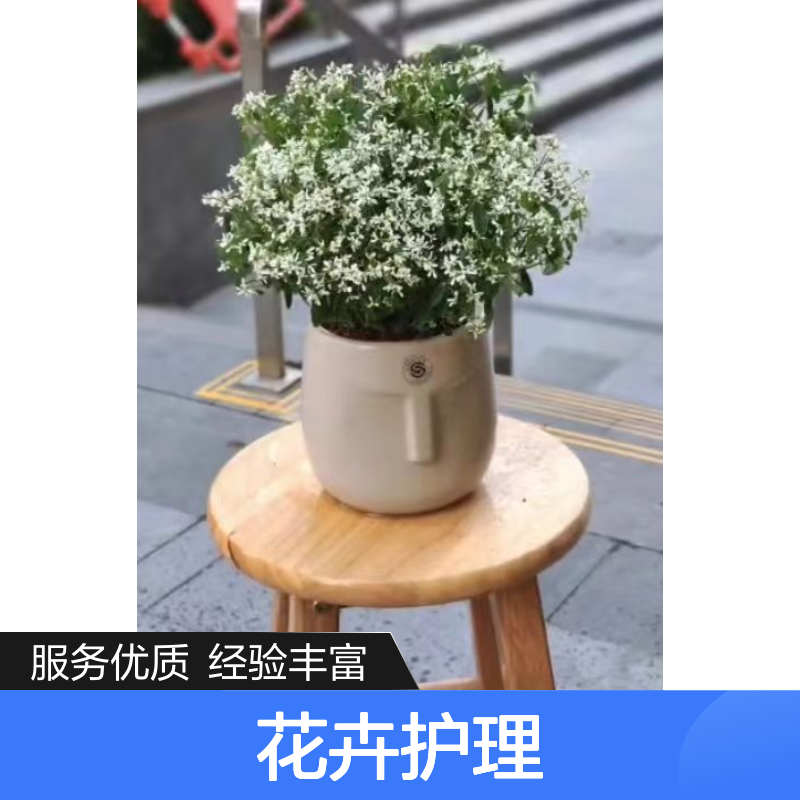 南韵竹风花卉护理 承接绿化工程 成活率高 品种多样
