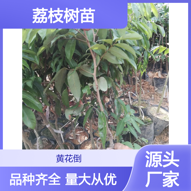 精选荔枝树苗 种植基地直供批发 品质优良 果香浓郁