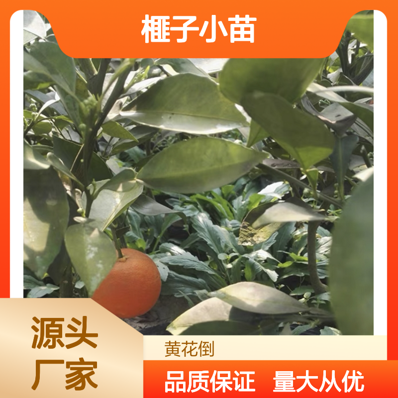 精选榧子小苗 种植园直供 绿化优选 易养易活 美观别致