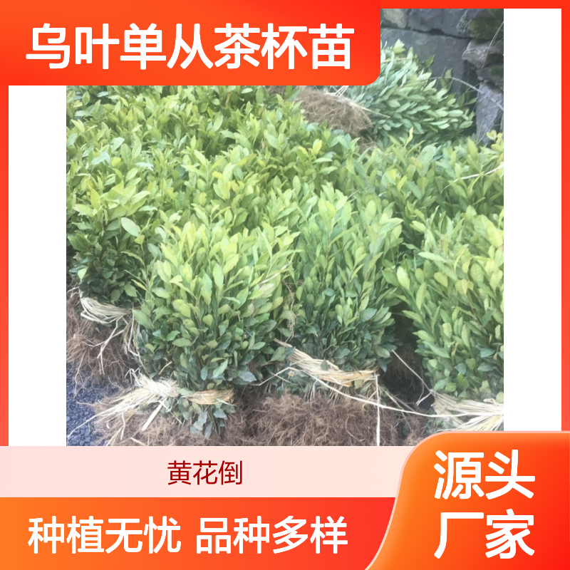 苗木合作社自营 乌叶单从茶杯苗 根系发达 品种齐全