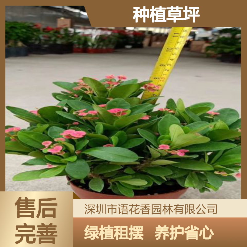 盆栽养护 卧室客厅 办公楼布置 花卉盆栽租摆 种植草坪
