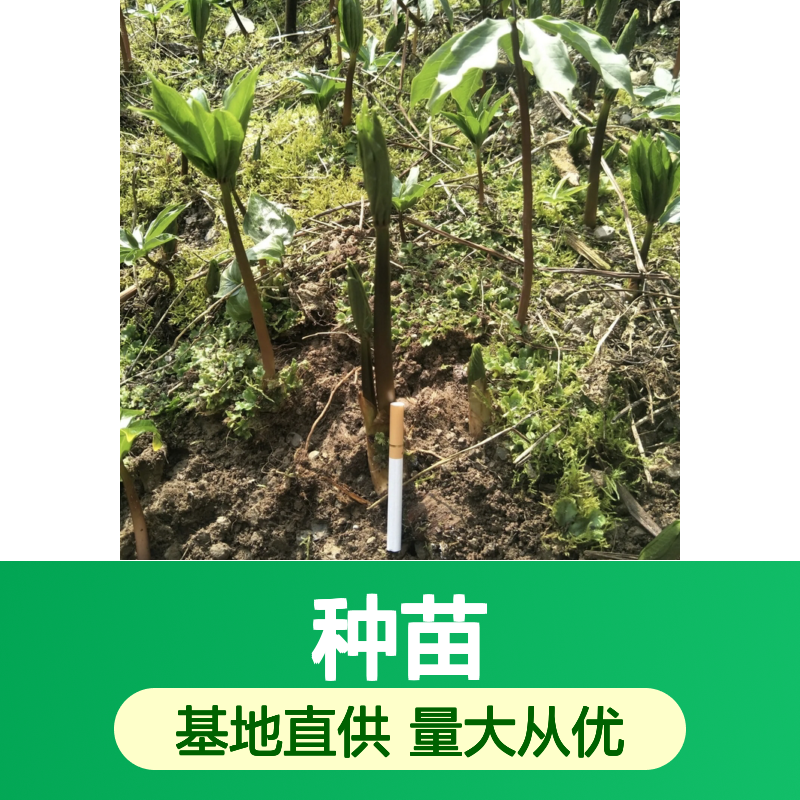 华重楼种苗基地 专业培育 供应全国 生长迅速 易于管理