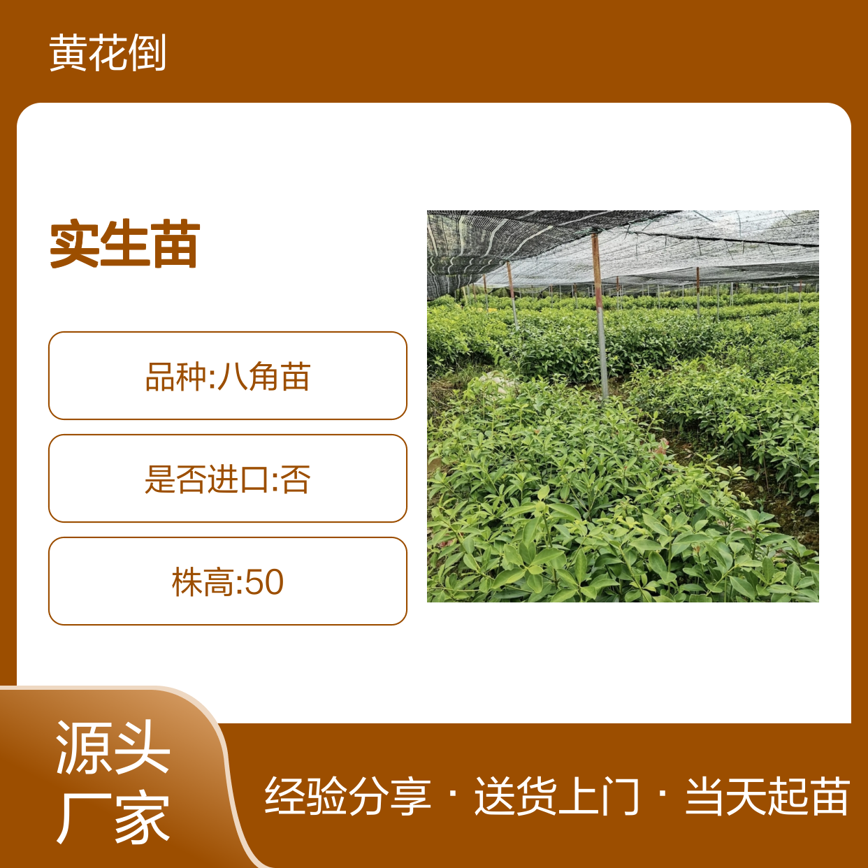 当天起苗当天发小茴香实生苗 送货上门包邮 欢迎来电洽谈经验分享