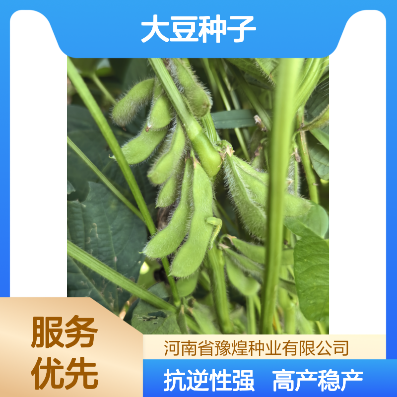 高产中黄306大豆种子 双国审 高蛋白46.24% 早熟 抗性好