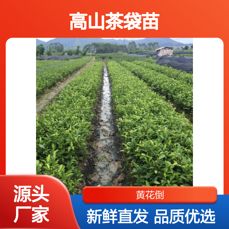 高山茶袋苗 当天起苗根系发达 品种齐全 质量保证