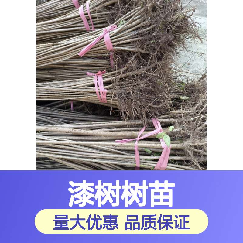 漆树树苗 百亩种植园直供 天然涂料 耐寒性强 造林优选