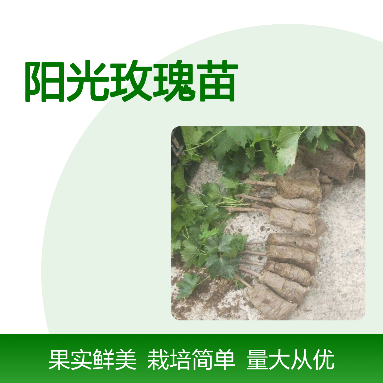 阳光玫瑰苗 葡萄种植园专用 优质批发 高产稳产