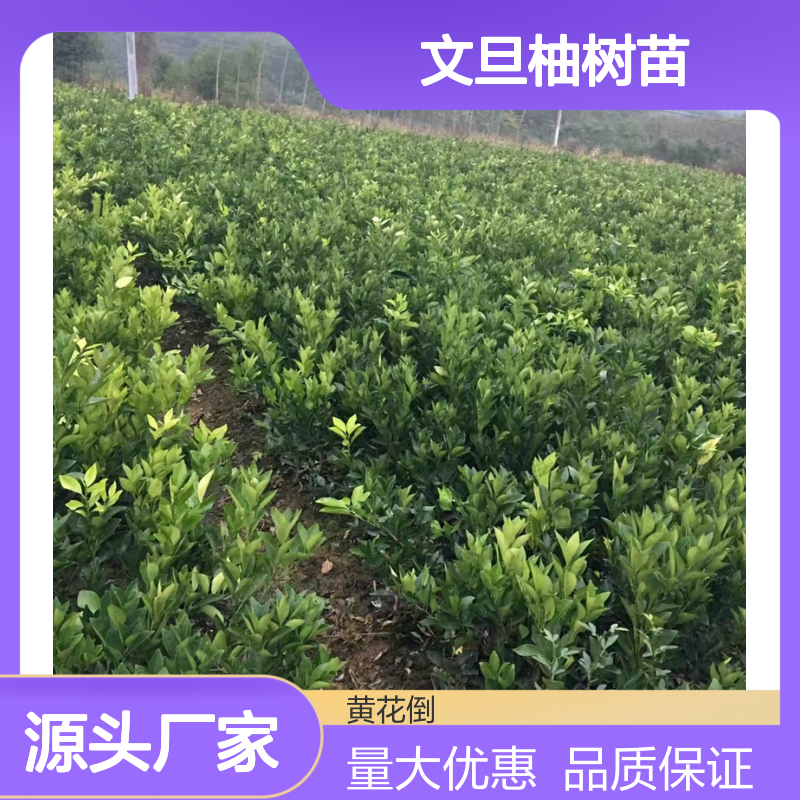 精选文旦柚树苗 产地发货 纯正品种 抗病性强 口感极佳