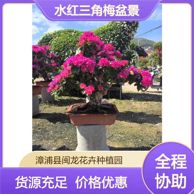 水红三角梅盆景 紫花系中小型 喜阳京派风格 园林绿化景观优选