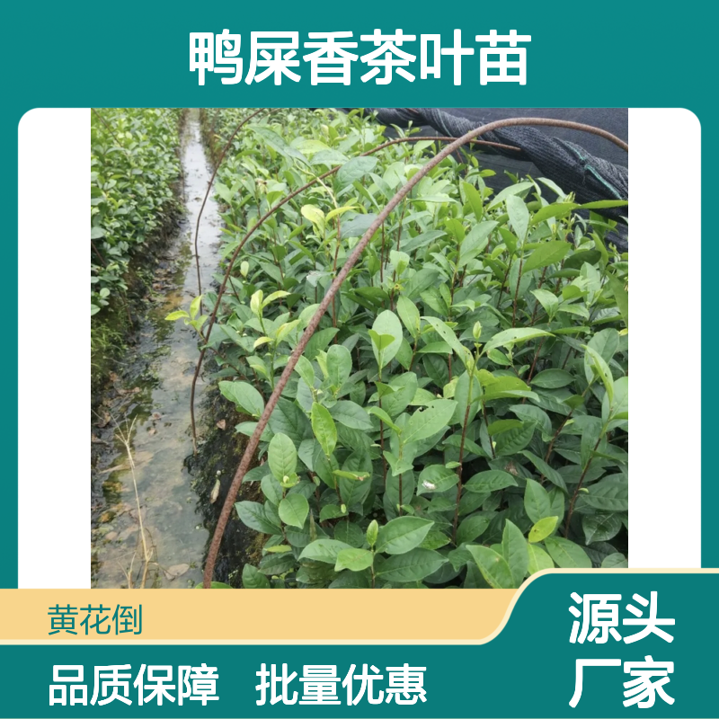 鸭屎香茶叶苗 基地直供 品质保证 种植专业 服务周到