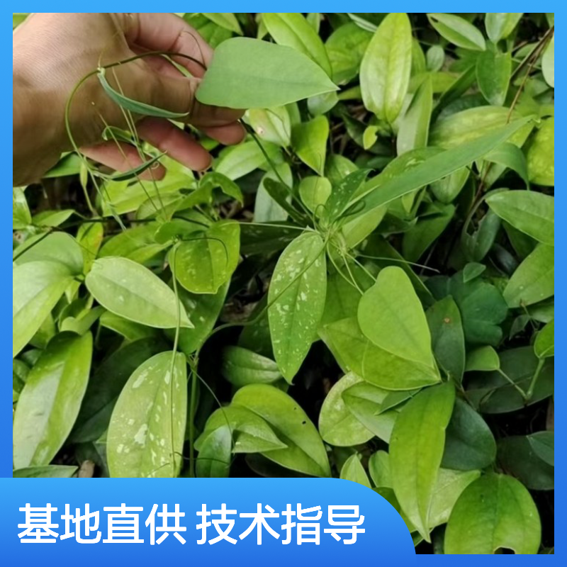 精选禹余粮种子 基地供应技术指导服务 易于栽培