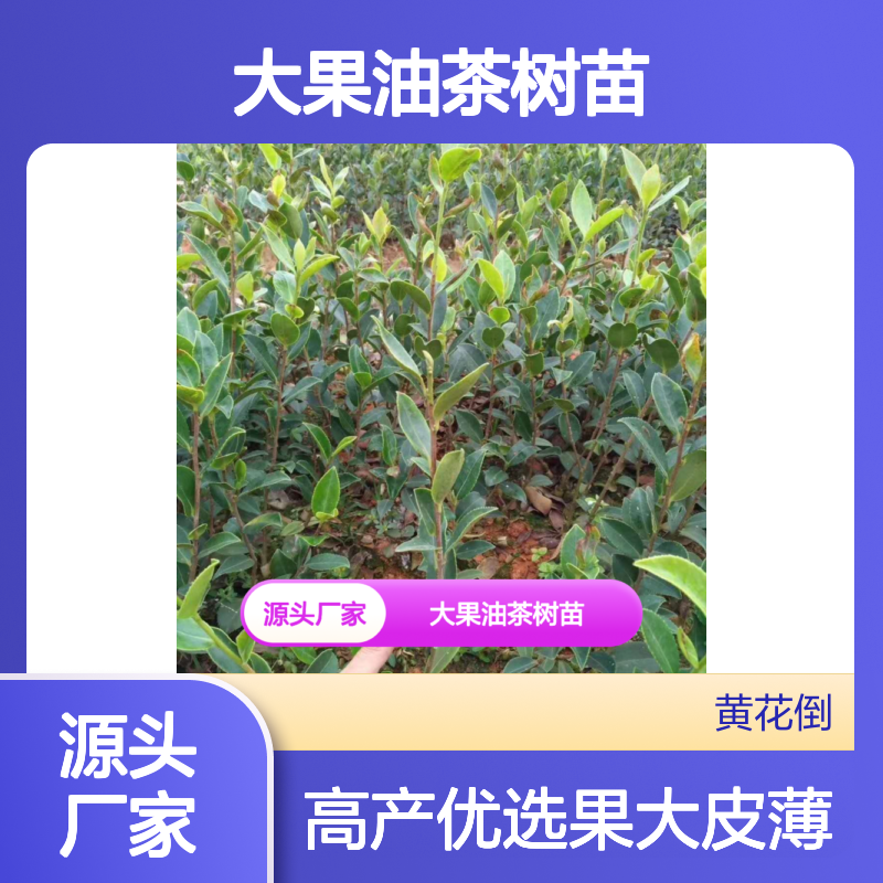 大果油茶树苗基地 嫁接苗果大皮薄高产 品种优良