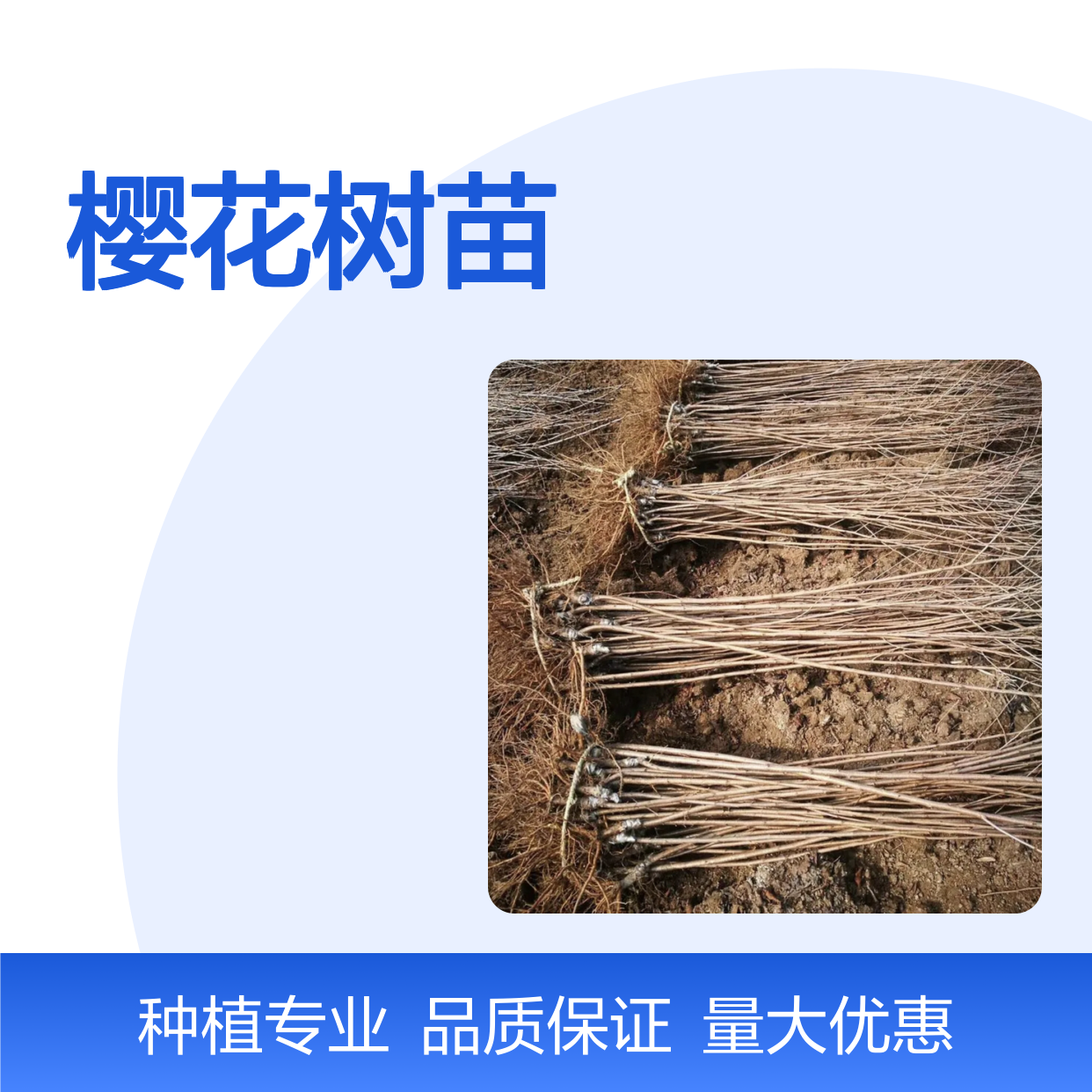 日本樱花树苗 批发种植 百亩园区 悉心繁育 色彩绚丽