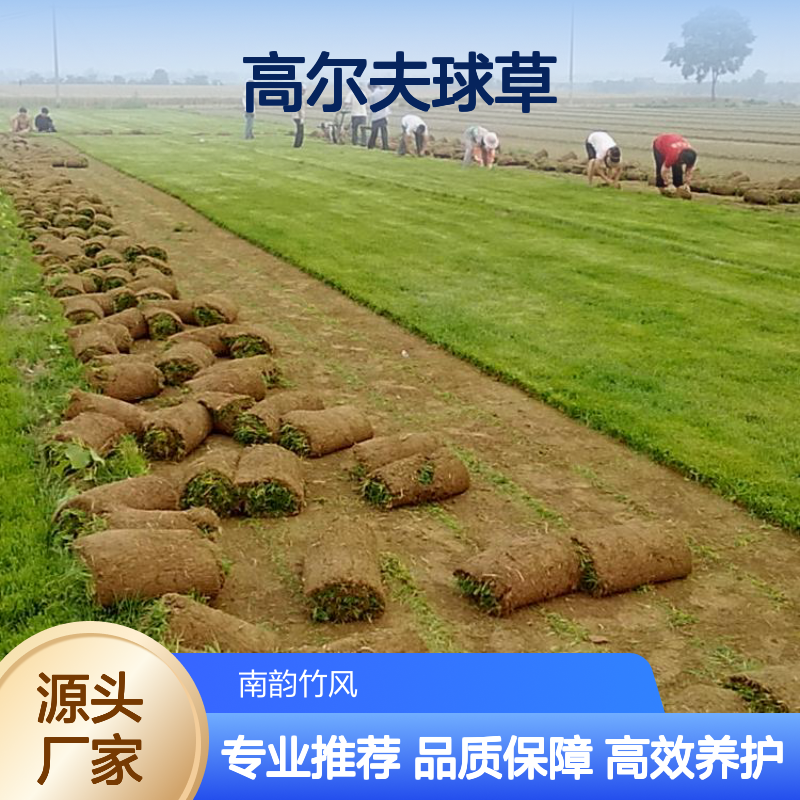 高尔夫球草专用 养护护理草皮种植 效果显著 操作简便