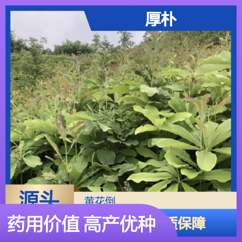 厚朴种苗供应 种植技术指导 生长迅速 药用价值