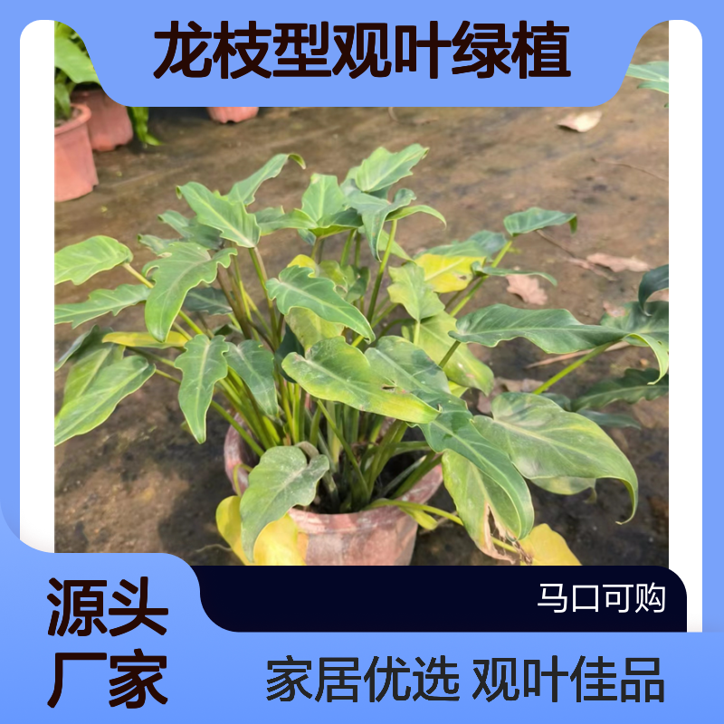 可购小天使盆栽 仙羽蔓绿绒 龙枝型观叶绿植 家居园艺优选