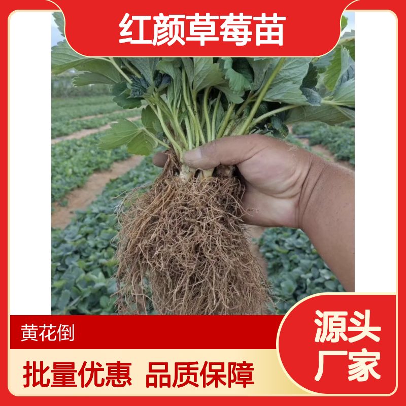 红颜草莓苗 基地直供 鲜食加工兼用 果大味甜 早熟品种