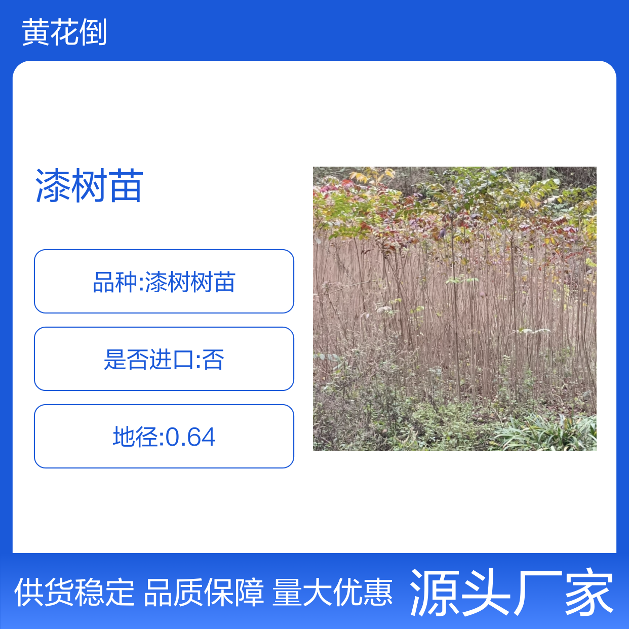 批发漆树苗 漆树小苗种植基地 天然涂料 经济实用