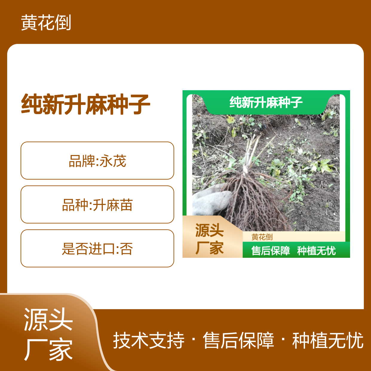 当年纯新升麻种子 新鲜采摘 高产优质中药材 专业指导