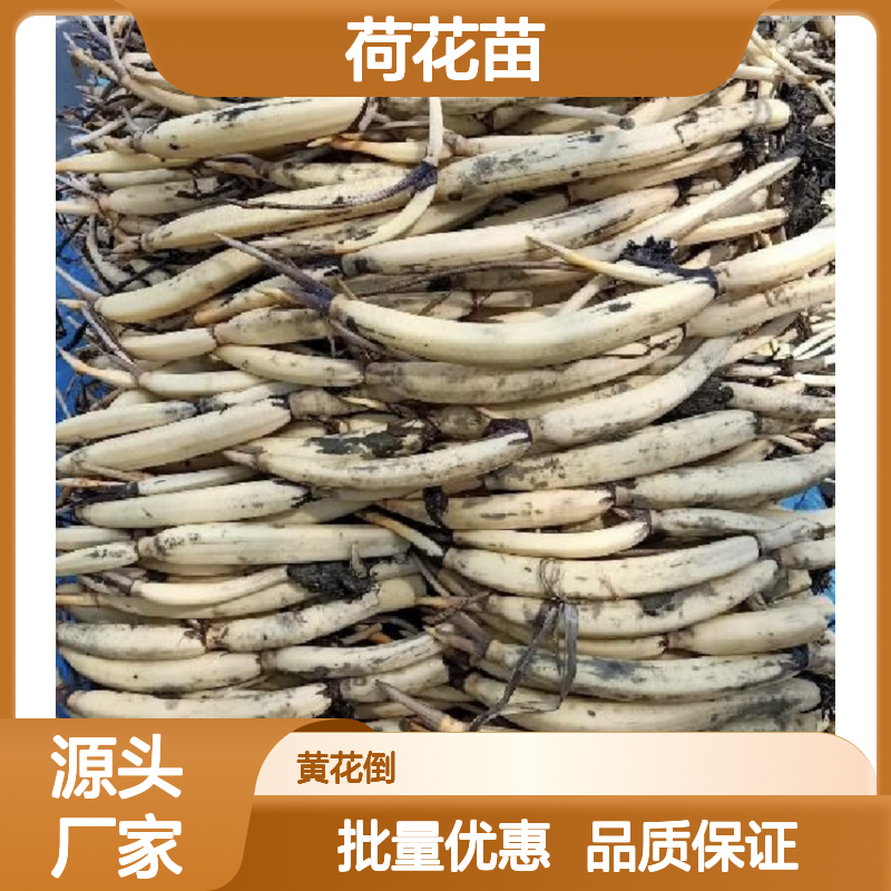 精选荷花苗 批发供应 园林植物常绿灌木 品种丰富