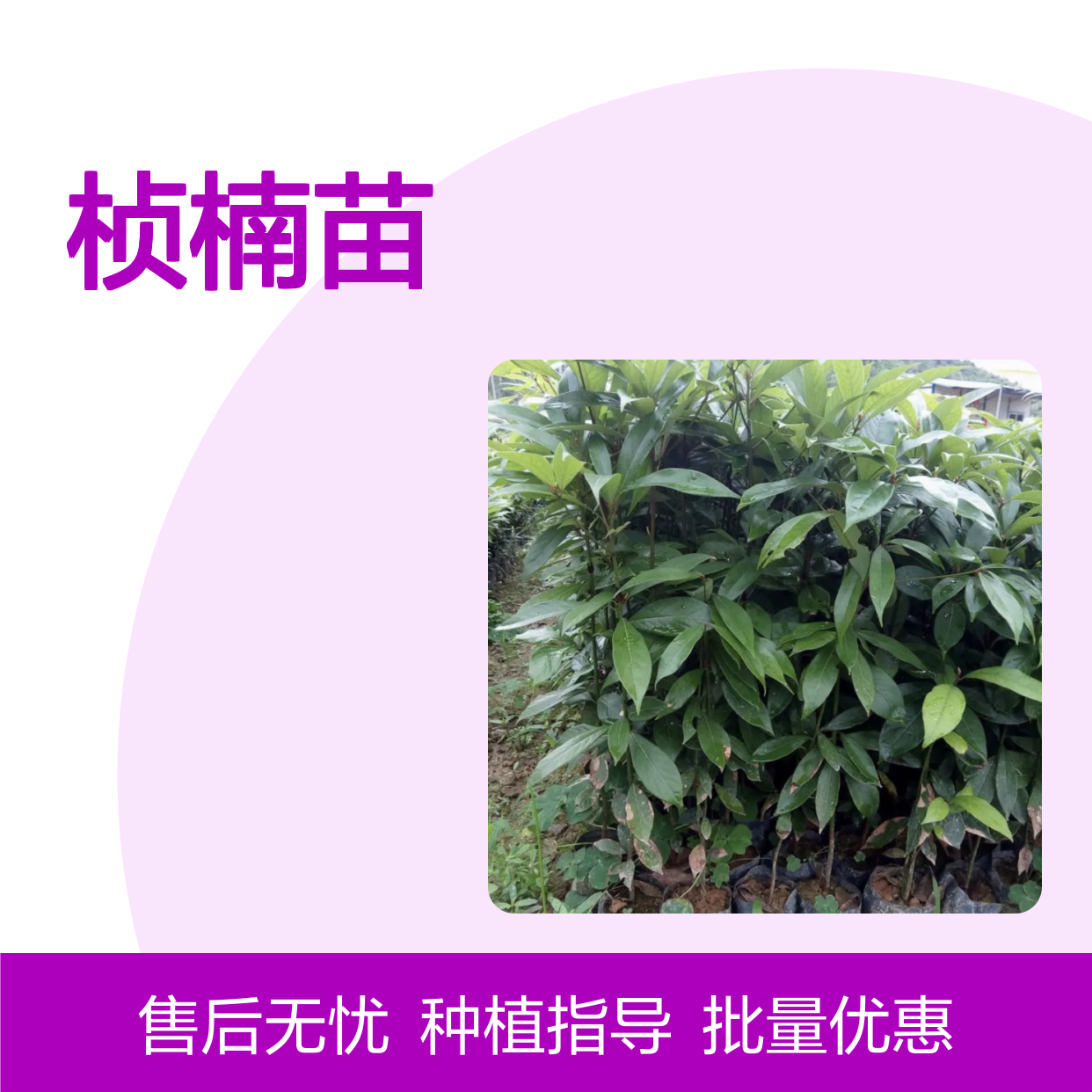 桢楠种植基地 优质桢楠苗 批量供应 生长旺盛 纹理美观
