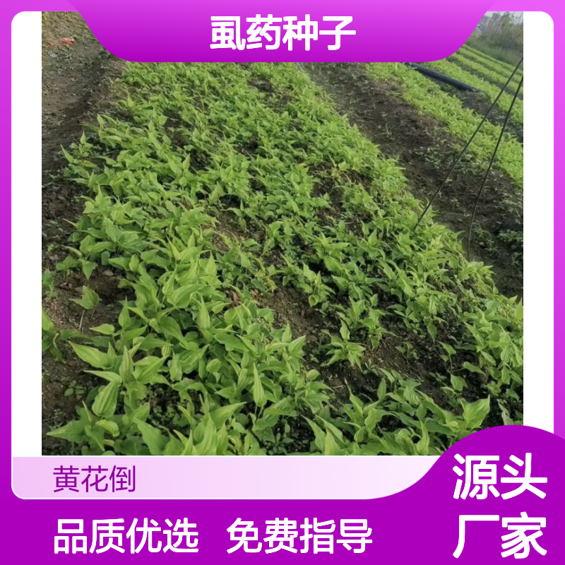 新产药虱药种子 直立百部农户直供技术指导 栽培简单
