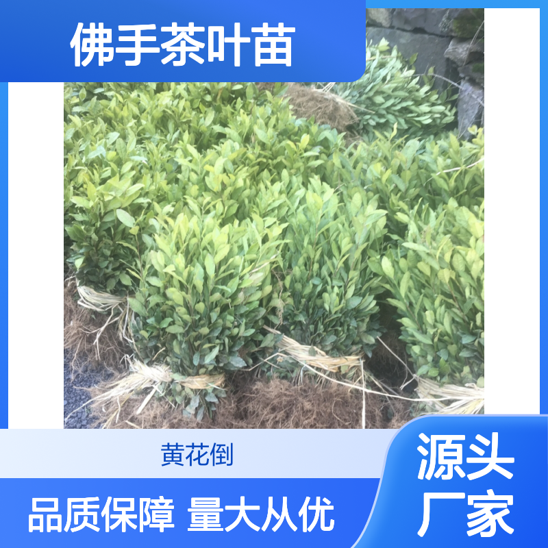 佛手茶叶苗 批发种植主产区优选 常绿灌木 成活率高