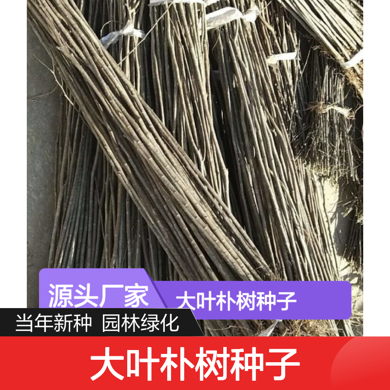 当年新收大叶朴树种子 产地一手货源免费技术指导