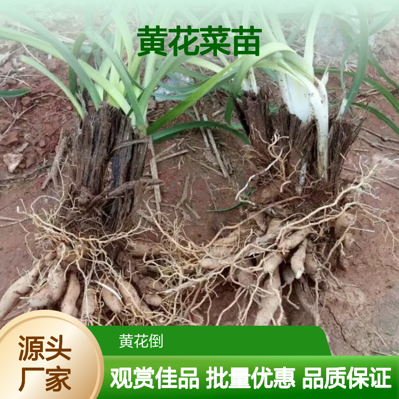 黄花菜种植园 优质黄花菜苗 扦插繁殖 观赏性强