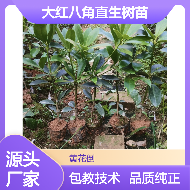 大红八角直生树苗 基地直发 种植指导 品质保证
