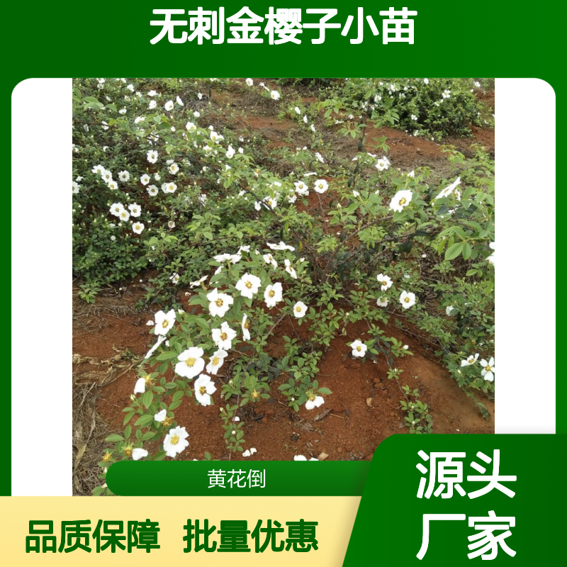无刺金樱子小苗 常绿攀援灌木植物 生长迅速 易于养护
