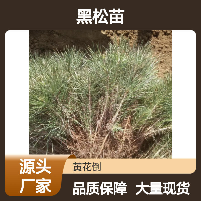 黑松苗基地直供 耐寒耐旱黑松 庭院绿化优选 防风防潮