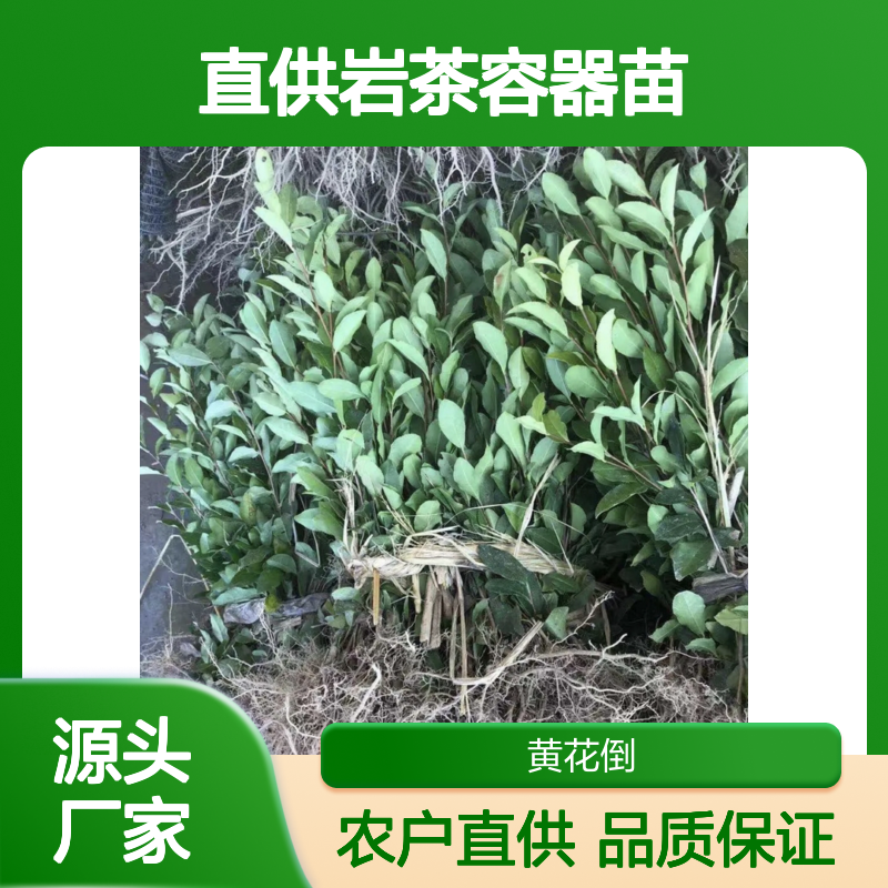 农户直供岩茶容器苗 送货上门包邮欢迎来电洽谈经验分享