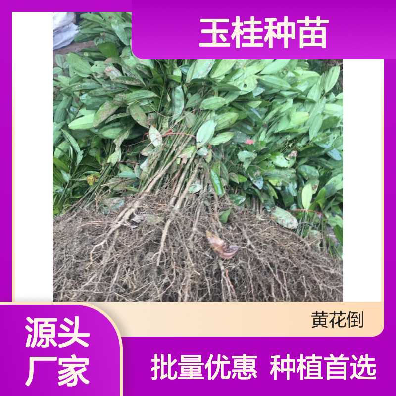 玉桂种苗 百亩基地直供 批发优选 四季常绿 结构细致