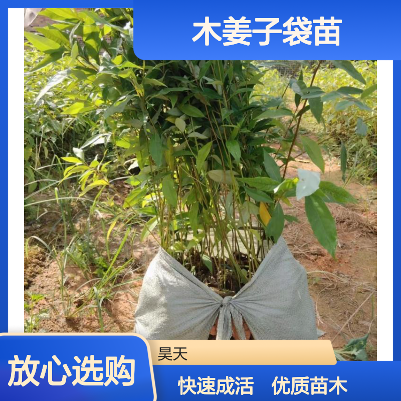 1-2年生 山苍子苗又名山胡椒苗 H40-100CM木姜子袋苗