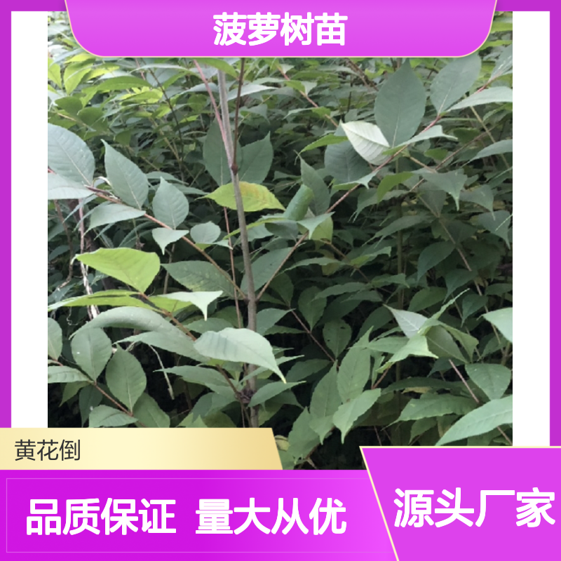 正宗黄菠萝树苗 批发零售 基地直发 品质优良 技术成熟