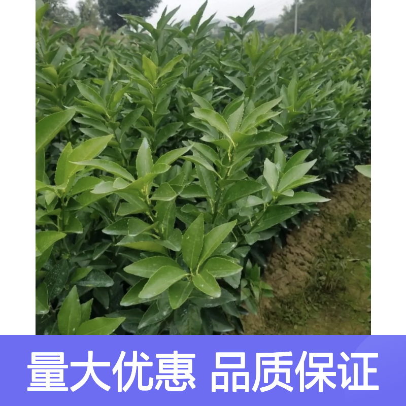 少核沃柑苗 杯苗批发 挂果强采收长 口感甜柔 营养丰富