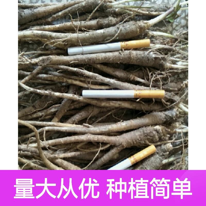 铃铛花花苗 基地直供 批发优选 种植专业 生长旺盛