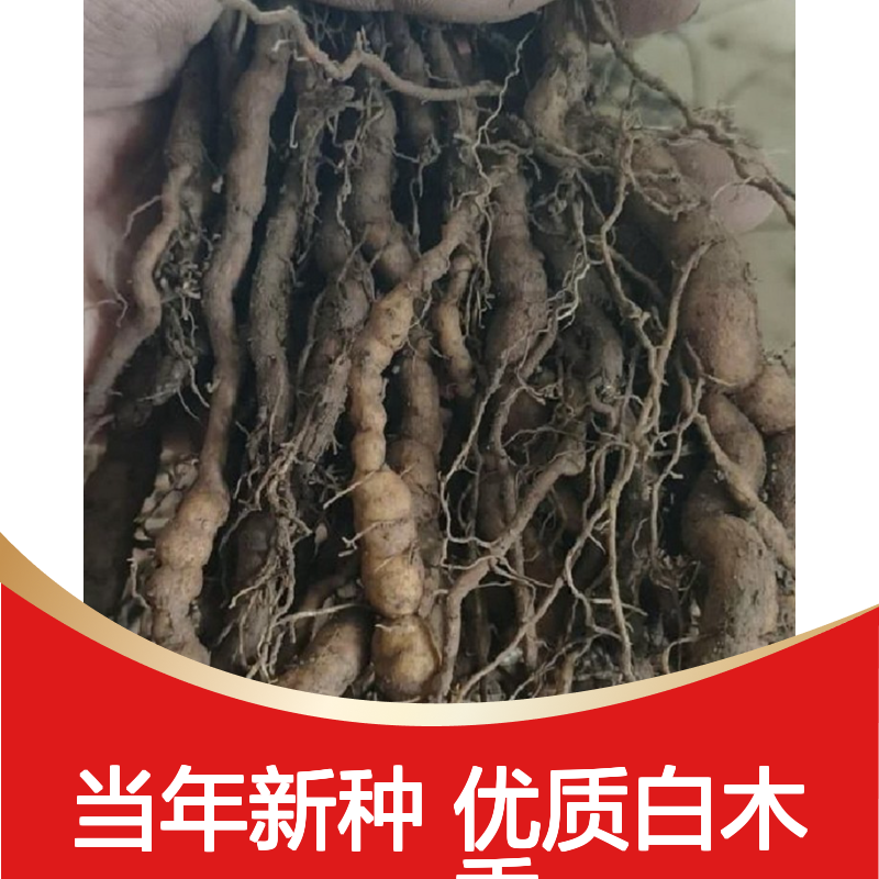 新采收当年白木香种子 苗木合作社自营免费技术指导