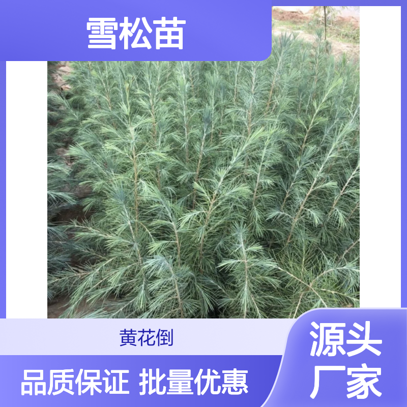 雪松苗批发 庭园观赏树种 雪松种植 防尘减噪 建筑用材