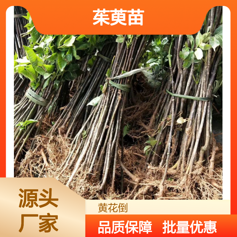 正宗茱萸苗 种植技术成熟 产量高 基地直供 品质优良