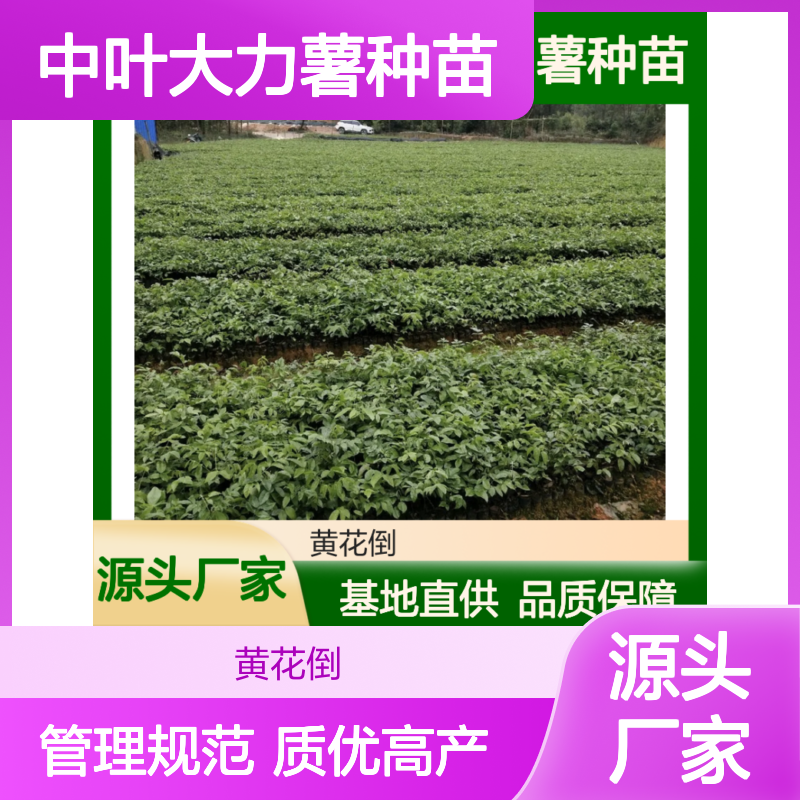 中叶大力薯种苗 基地直供高产品种 先进模式 管理规范