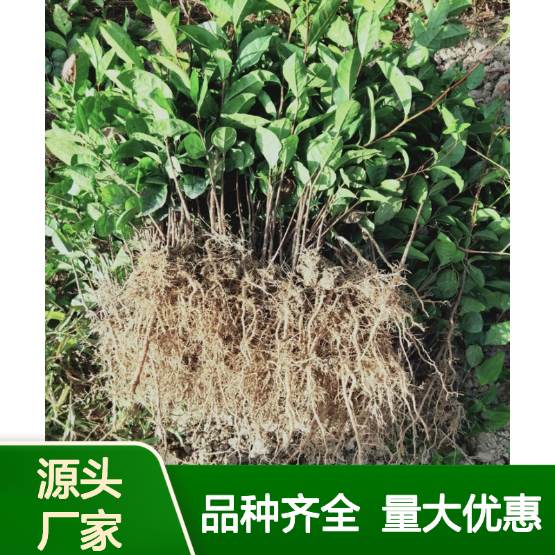 苗木合作社自营绿茶营养袋苗 品种齐全质量保证根系发达种植好管理