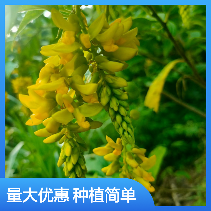 黄花大远志苗 独特花型 高贵喜庆 繁殖简单 温暖湿润